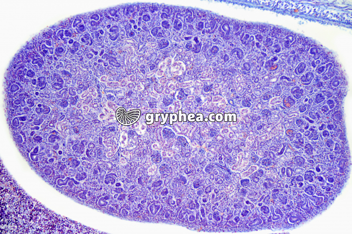 Rein embryon souris x25 - gryphea.com